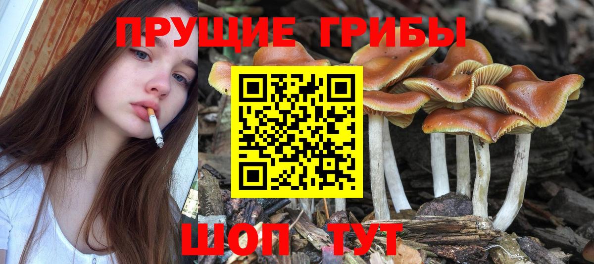 Псилоцибиновые грибы Cubensis Минусинск